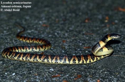 lycodon semicarinatus|Lycodon .